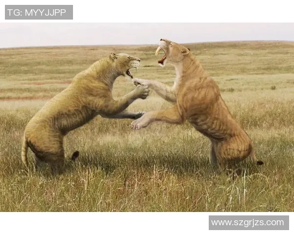 巴托丽与利斯基的巅峰对决谁将赢得这场精彩较量